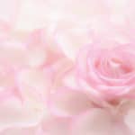 ピンクの花